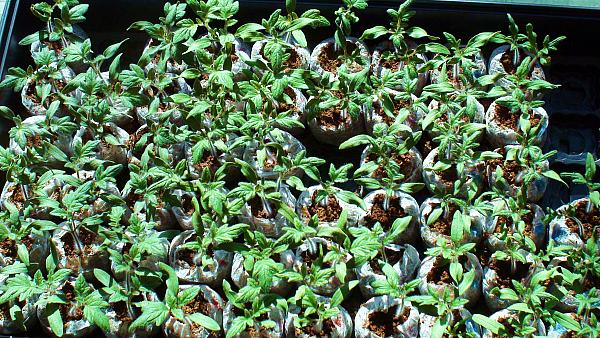Tomato Starter Plants