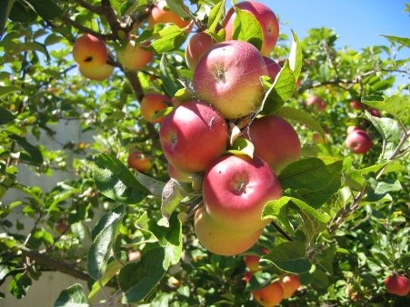 Old Fashioned Apple Butter Net Wt. 12 oz TEMPORARILY OUT OF STOCK