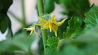First Blossoms on Tomato Plants