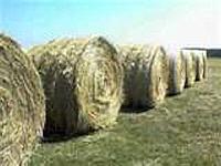 Round Hay Bales Call for pricing 218-273-6100