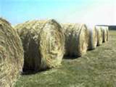 Round Hay Bales Call for pricing 218-273-6100